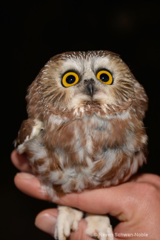 Saw-whet Owl - ID: 14873384 © Raven Schwan-Noble