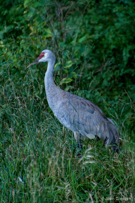 Sandhill Crane