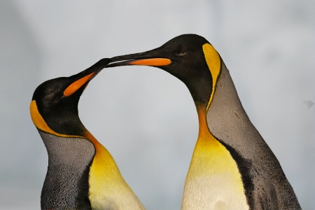 Penguin Love