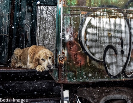 Dogie Train Ride