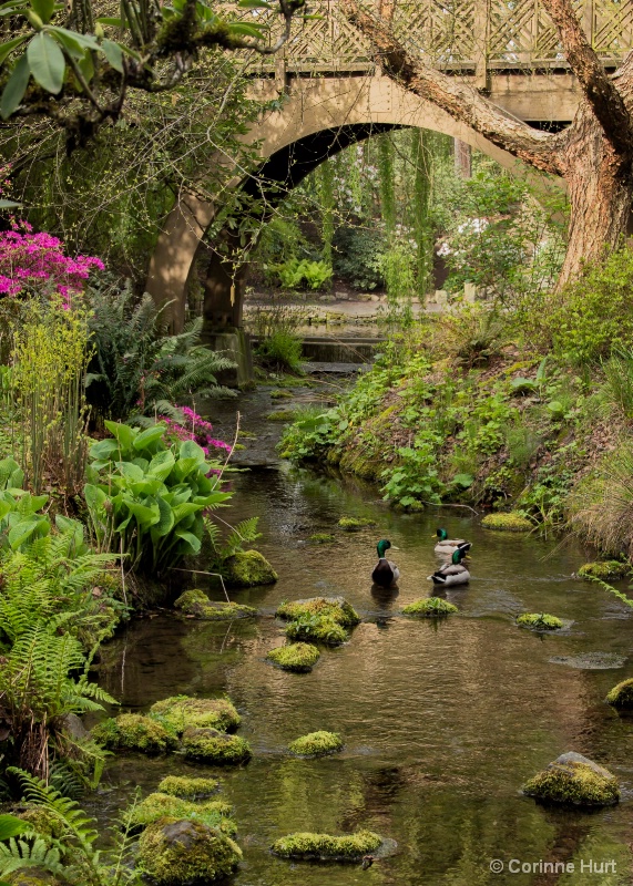 Bridge over Rhododendron Garden