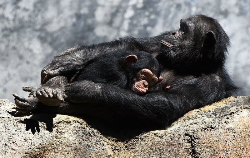 Resting With Mom