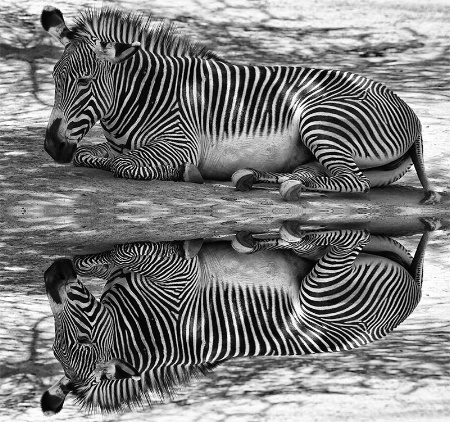 Mirrored Zebras