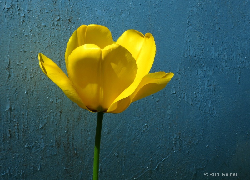Just a tulip