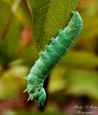 Caterpillar