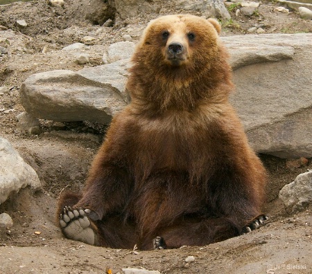 I Am Very Very Comfy!!!  Grizzly Bear