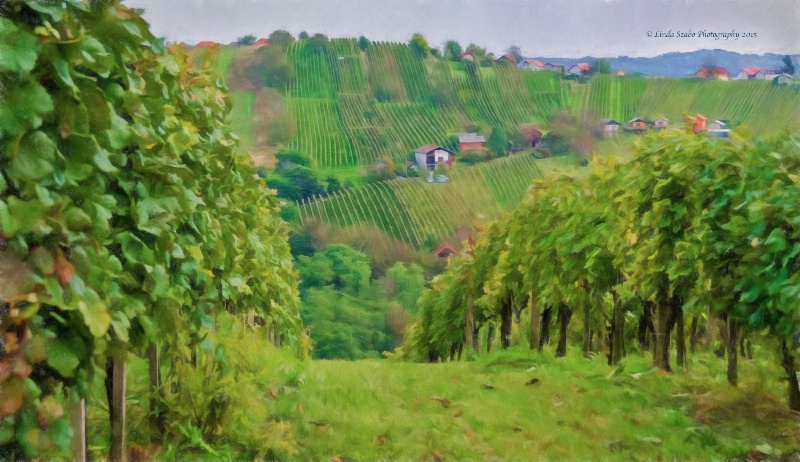 Hungarian Vineyards