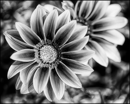 Gazanias