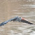 blueheron040715-5 - ID: 14875499 © Raven Schwan-Noble