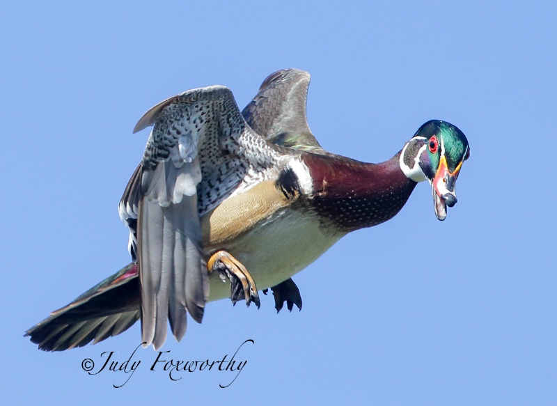 Follow Me!  Male Wood Duck