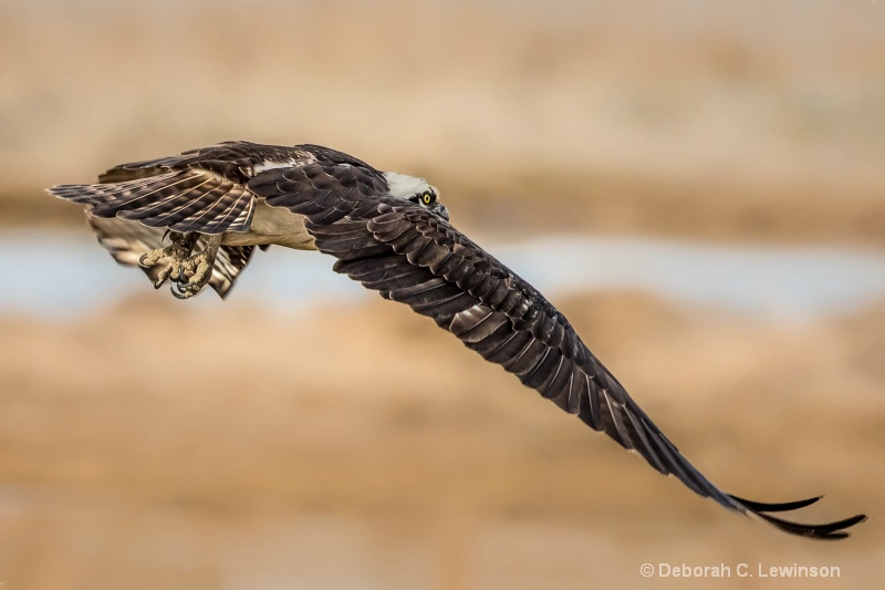 Fly-by Osprey