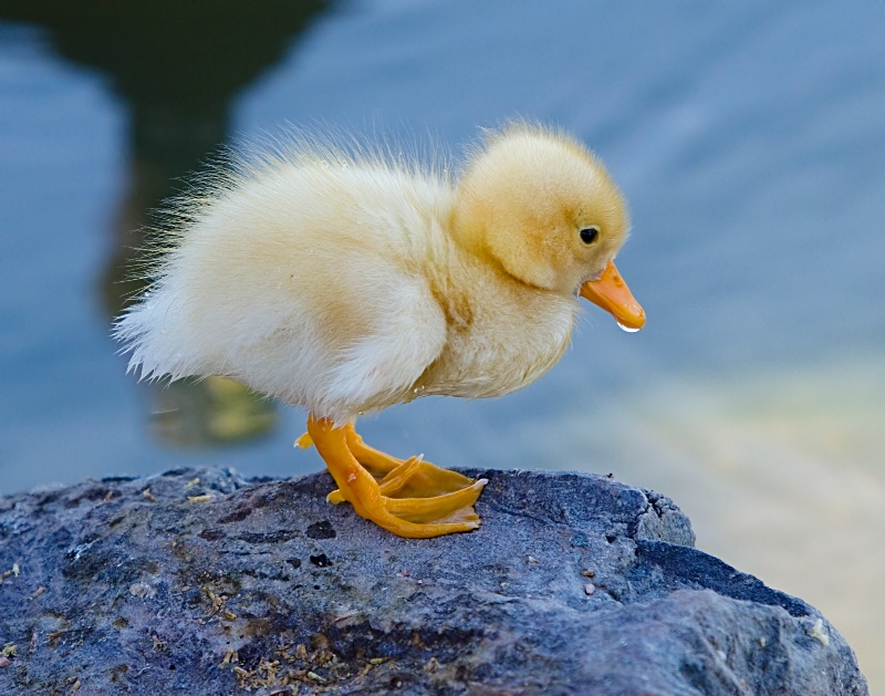 Baby Ducky