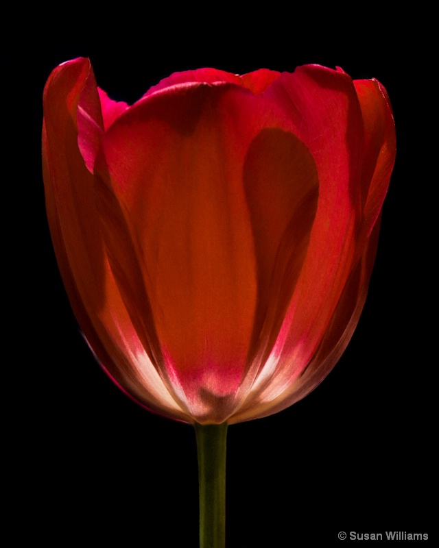 Big Red Tulip