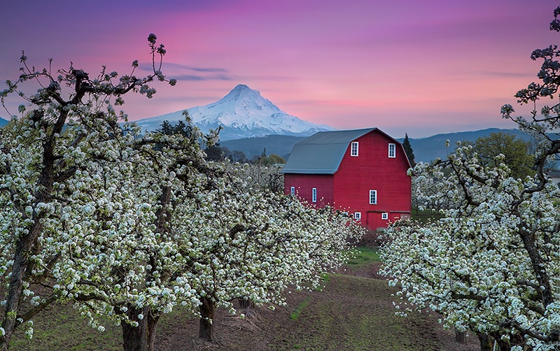 Apple Blossoms