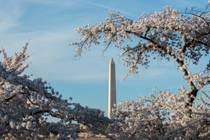 Washington in Bloom