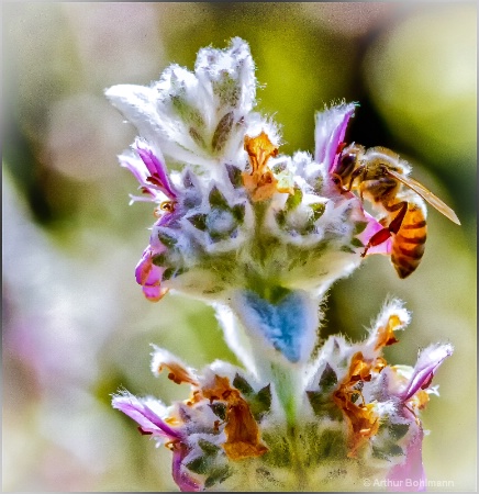 Bee Colorful