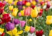 Tulips of Oregon