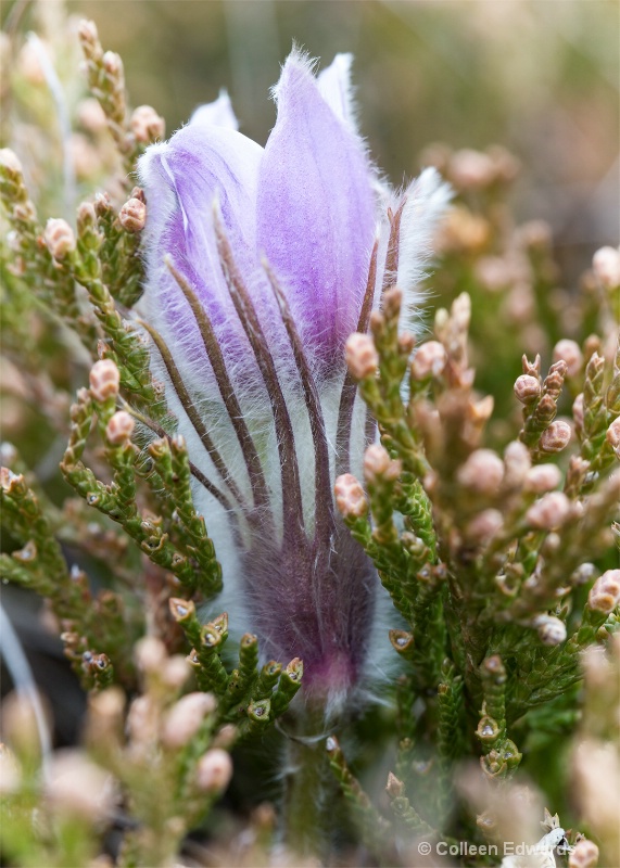 Prairie Spring