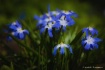 Blue Springflower...