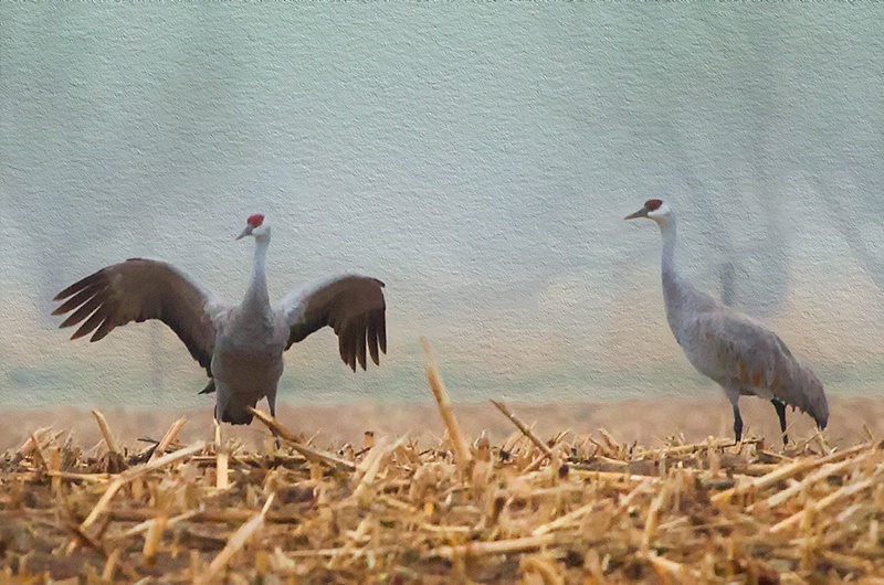 Dance of the Cranes