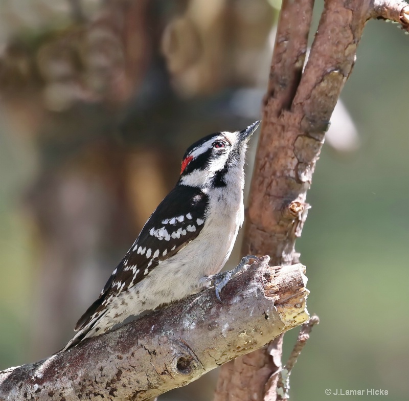Downy Woodpecker-Pose
