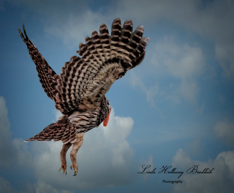 Owl Flying With Supper