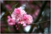 More Pink Spring