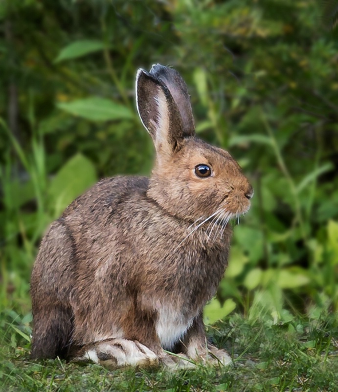 Snowshoe Hare    