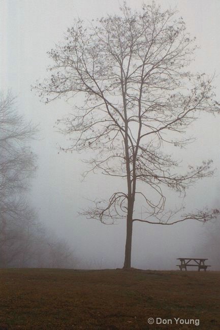 Tree In The Fog