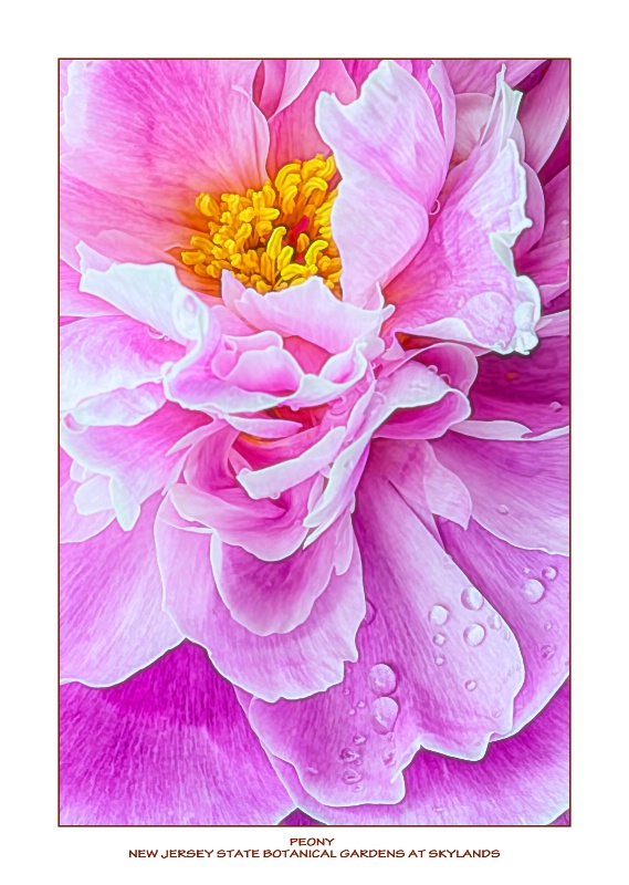 Peony