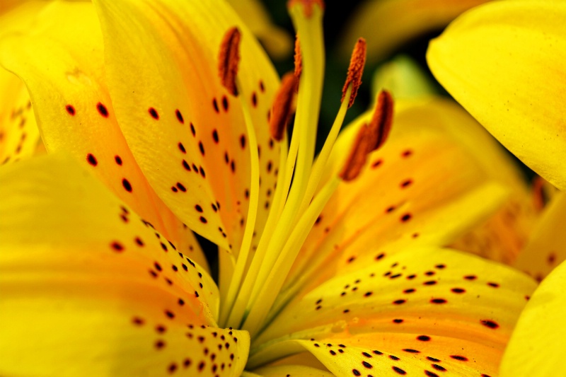 ---------------"Asiatic Lily"----------