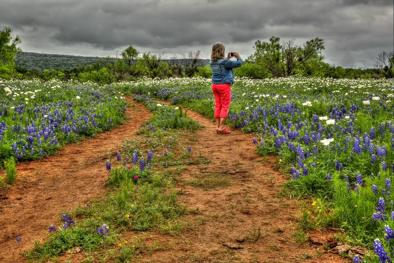 Photographing Hill Country Flowers