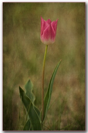 lonely pink tulip