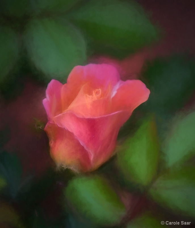 Rose Bud Watercolor