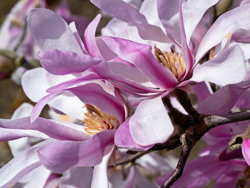 Star Magnolia Flowers