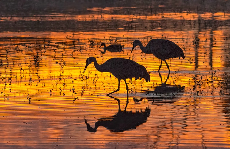 Dawn Silhouettes     