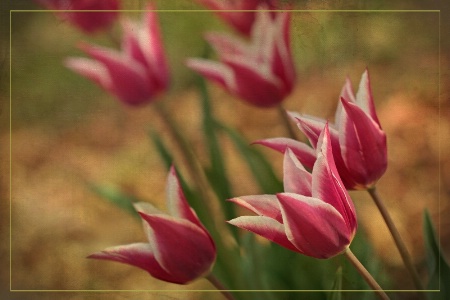 red and white tulips