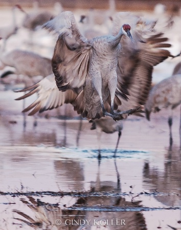 Sandhill Crane