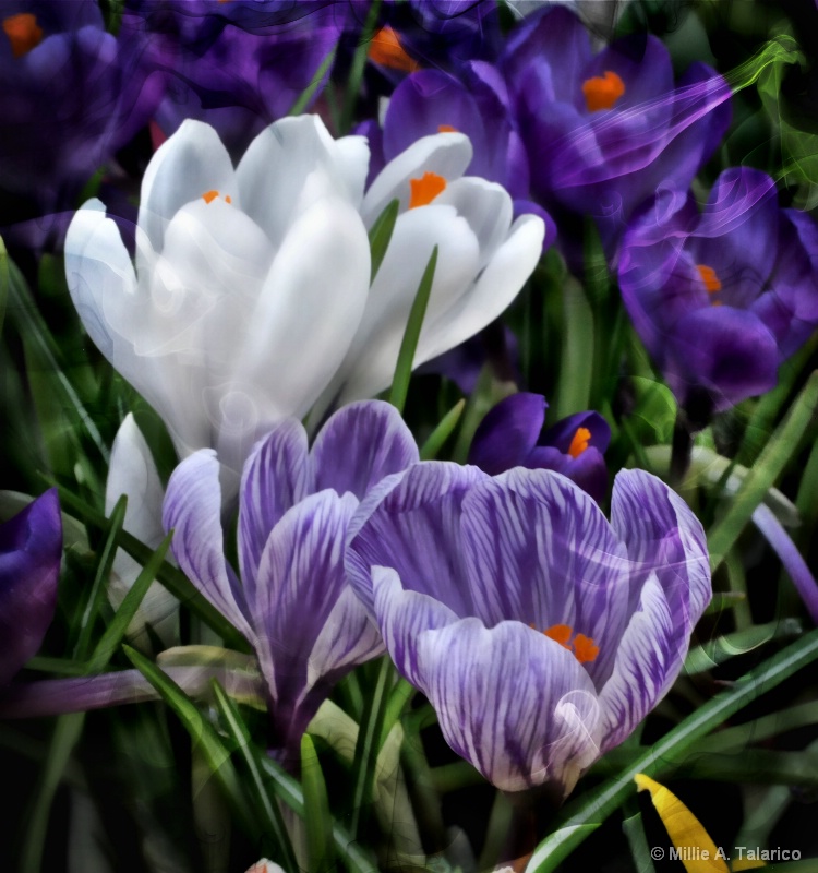 Spring Crocus