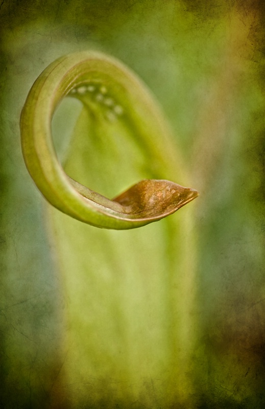 Leaf of Carnivorous Plant