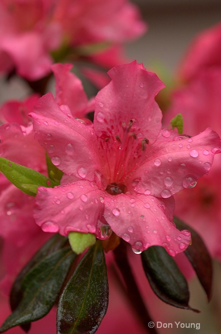 Smoky Mountain Azalea