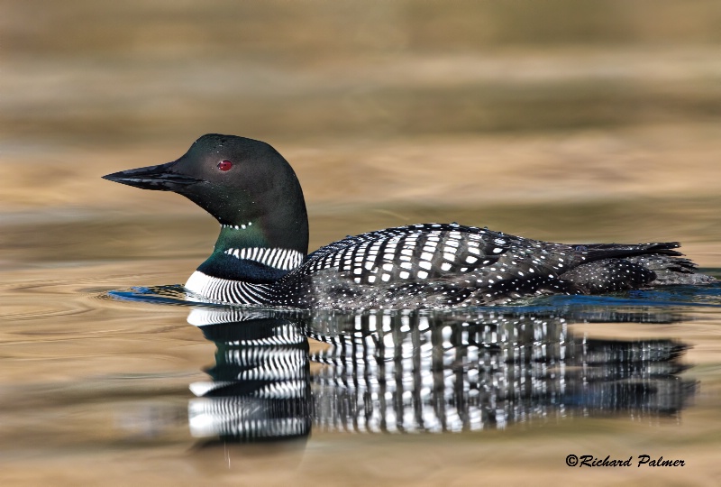 loon in golden reflections