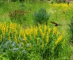 Wildflower Garden