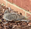 Resting Dove