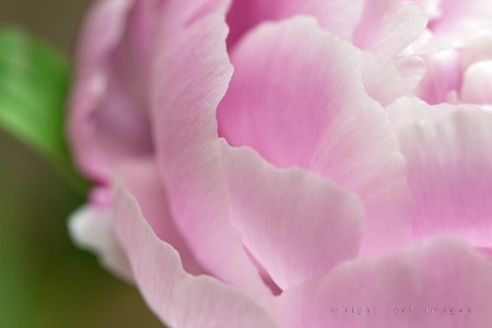 Pink Peony