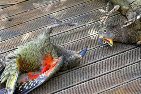 Playful kea