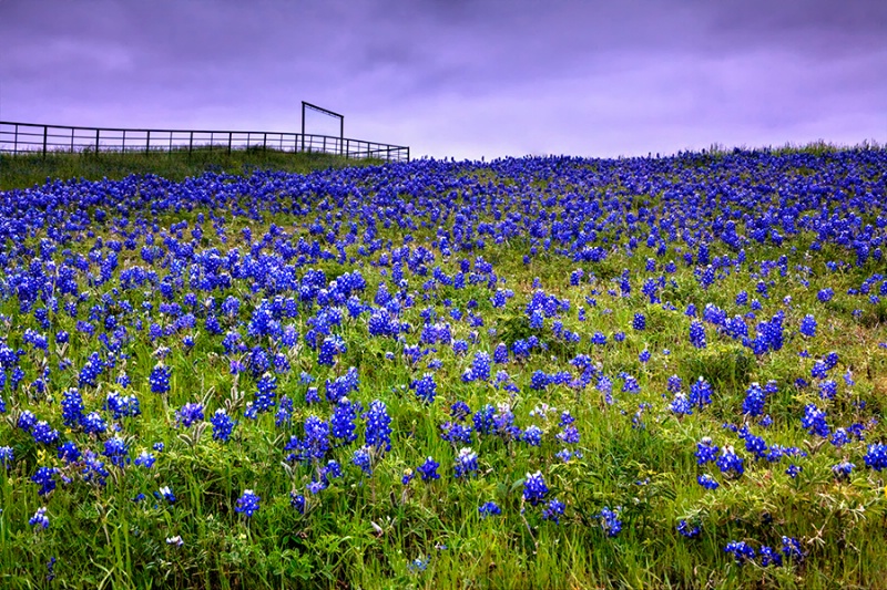 Blue Bonnet Fields...... Forever