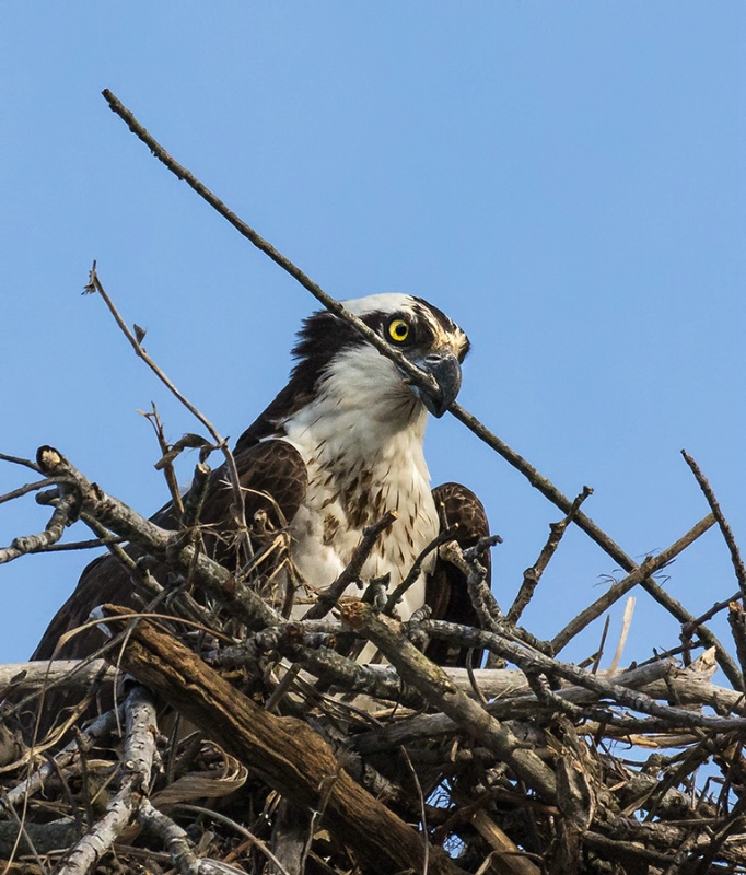 Nest Builder      