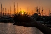 Fish Market Satur...