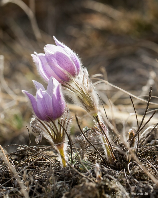 Prairie Spring 2